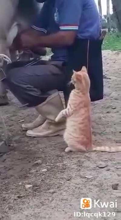 Hold my catnip while I drink some fresh milk