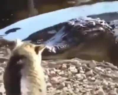 Cat slap every animal in the world including shark