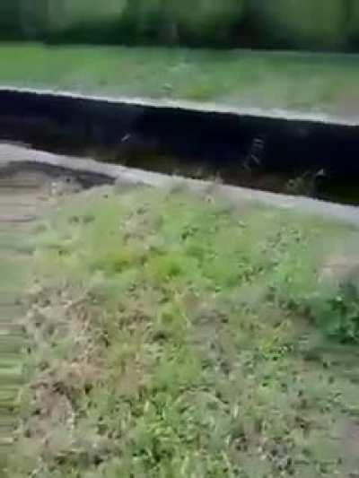 WCGW trying to pet a caiman