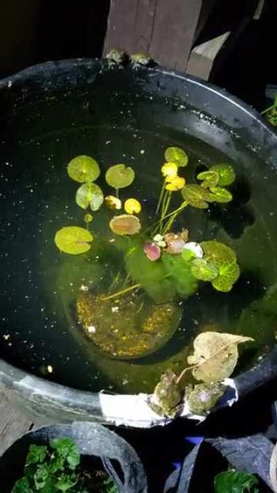 I don't know where you keep your frogs, but I keep mine in a bucket