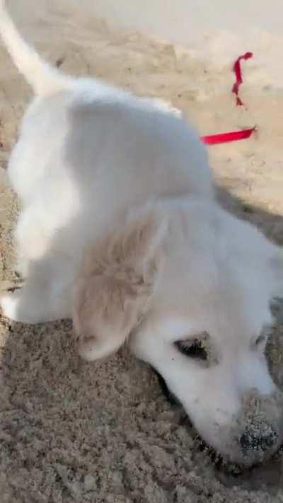 There has never been a cuter faceplant