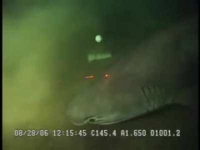 Another Deep Shark - Bluntnose Sixgill - sound on for delighted scientist noises