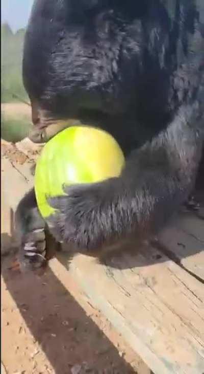 Watermelon and Bear