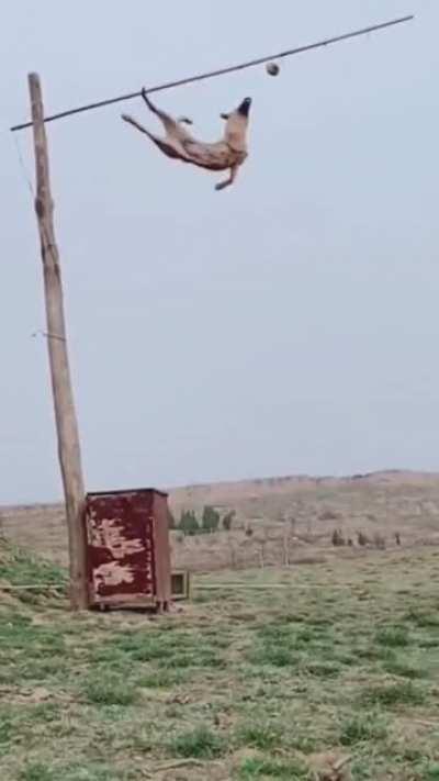 both doggos are good bois