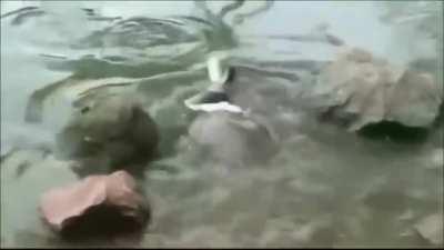 Turtle kills a pigeon.