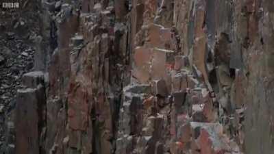 Baby Bird-Heavy Jumps Off the Cliff