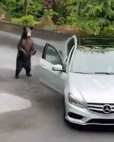 Yogi Bear live action