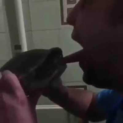 Turtle is tired of your shit