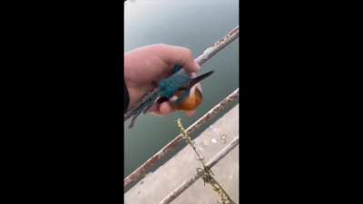 Evil man glues a sweet trusting bird to a fence! I have no words.