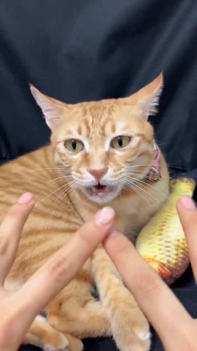 Wunk gets confused by too many options