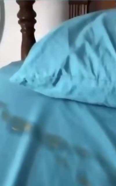 Шерстяной... тьфу! пернатый пидарас