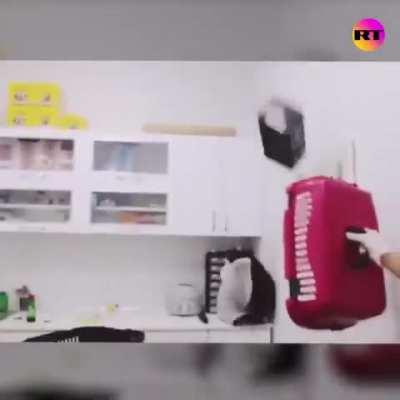 just casually taking the cat to the vet