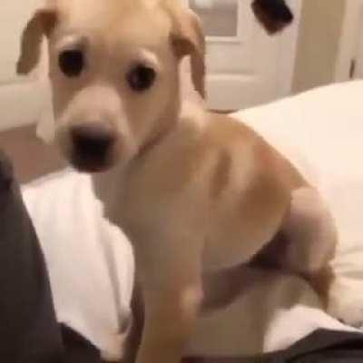 Perro jugador de mazo 2.6