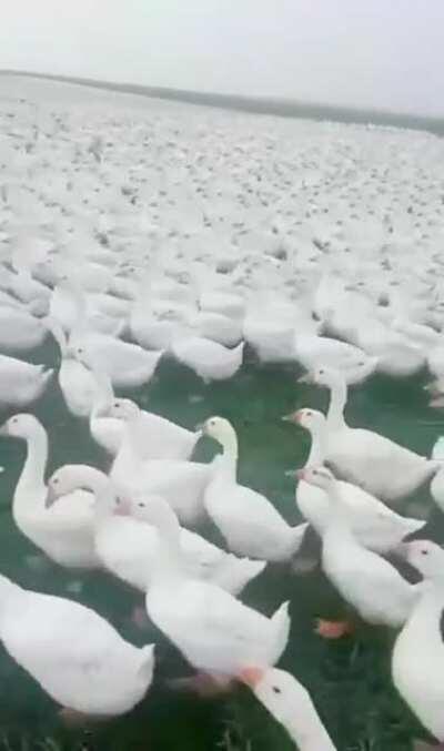 i told you mfs peace was never an option