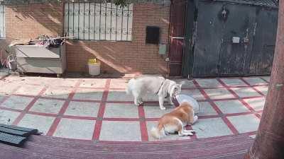 My Akita has been too sad with his cone to wrestle my Husky, so she helped him🥺