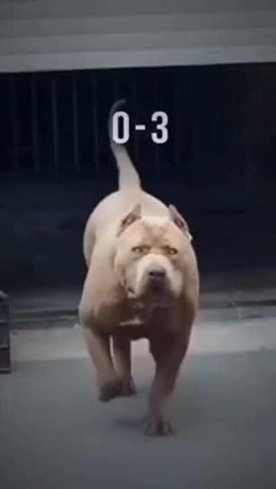 pitbull vs toddler 🥶🥶🥶🔥💯🔥💯💯👌👌