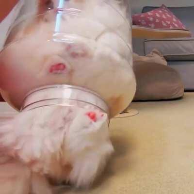 why did you get in there, kitty?