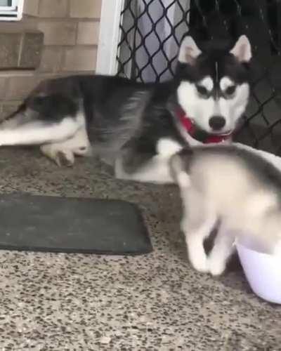 Husky baby's stupid actions