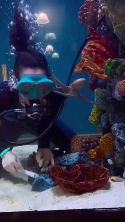 Octopus making friend