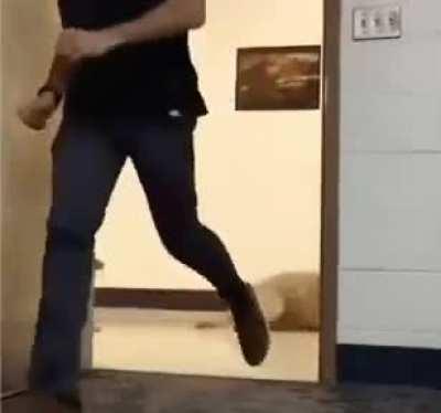 These dogs need to get their brakes checked.