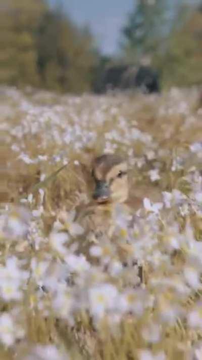 A duckling running, stunning video. 