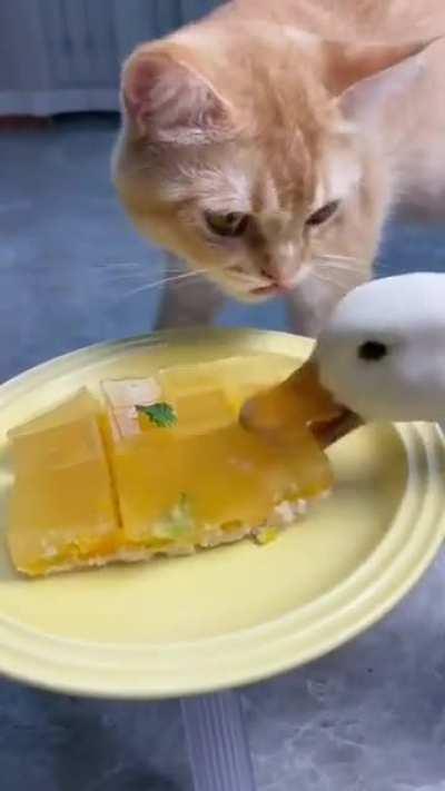 Aggressive duck dining