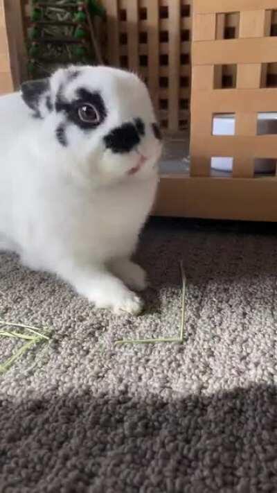 Smol bun BIG YAWNERS