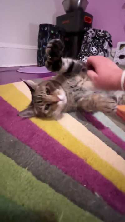 Monday morning Gummitch purr