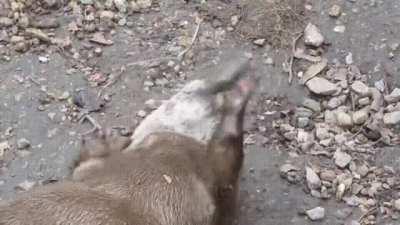 Otter Stoked On Having Two Rocks