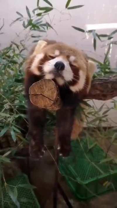 The red panda wants to sleep