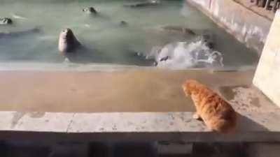 Cat slaps an innocent seal