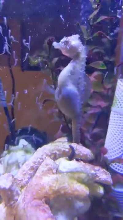 A Seahorse giving birth up close