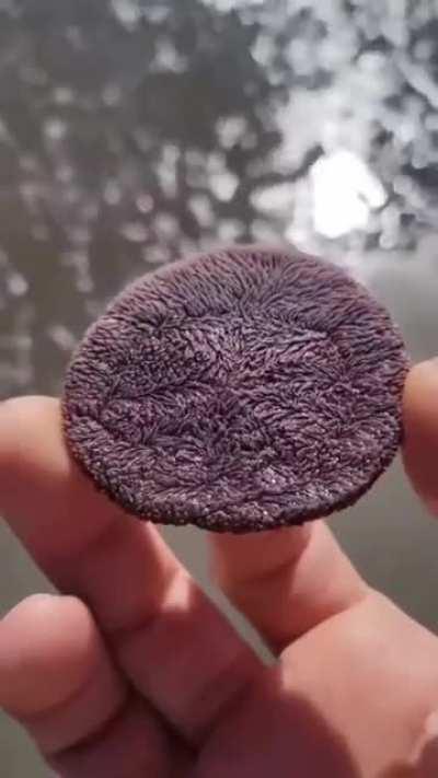 Forbidden Oreo
