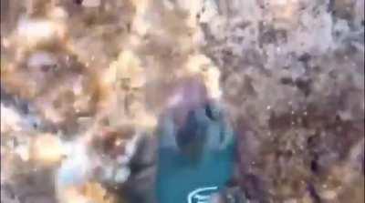 Dont challenge even the smallest of turtles