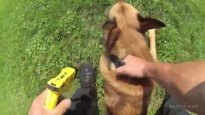 Trying to outrun a K9