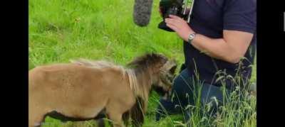 presenting your nuts to a goat with big horns