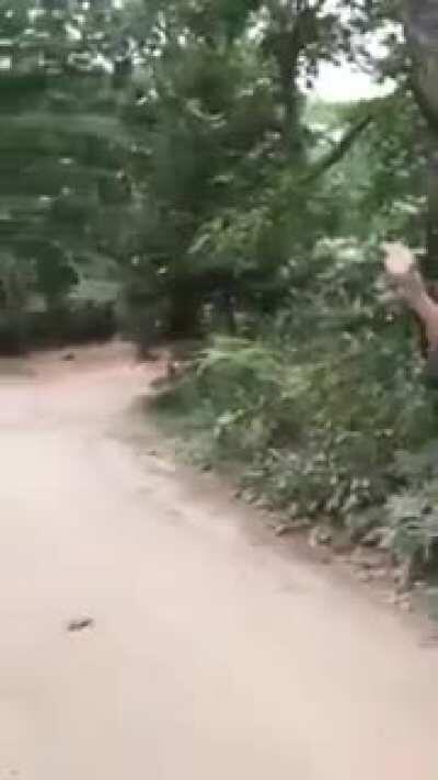 Veeeio estupido, Mother Fucker!