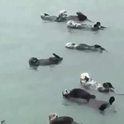 Oh to be an otter floating in the sea not worrying about a single thing in life