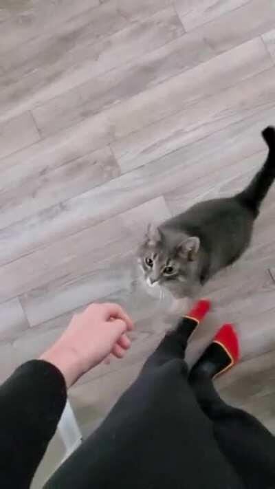 This is what Iris does when she wants attention