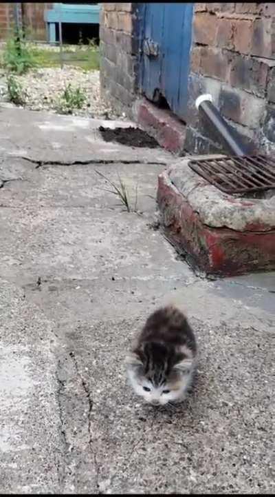 Smol and wanting warmth and food