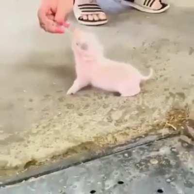 Help! I'm being attacked by intense smolness! 😣❤