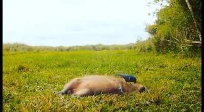 A perfect symbiosis of a bird and a capybara.