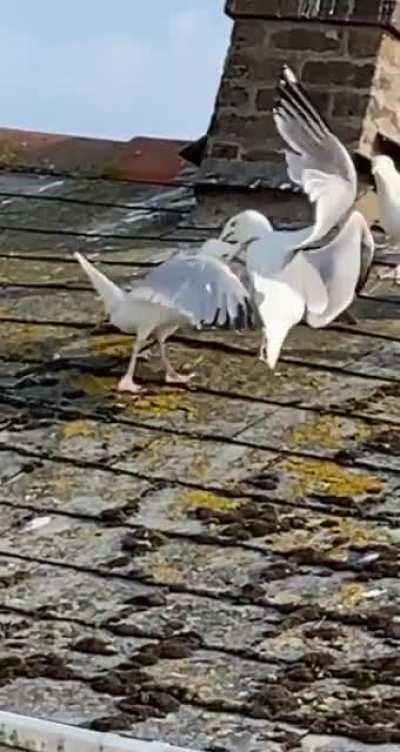 I witnessed a Seagull Fight Club in full swing yesterday morning..