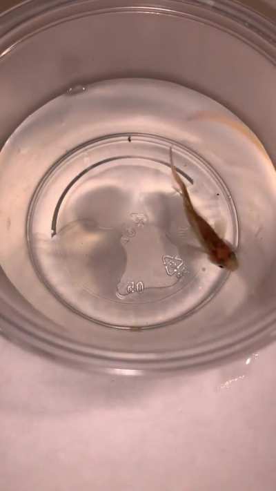 Clamped and pinkish fins, “blood spots” on tip of tail fin, and irregular bending of spine. Anybody know what disease these symptoms are from?