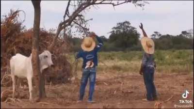 Helping out a stuck cow