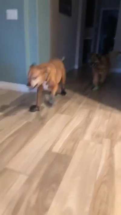 When the summer shoes are a little too big