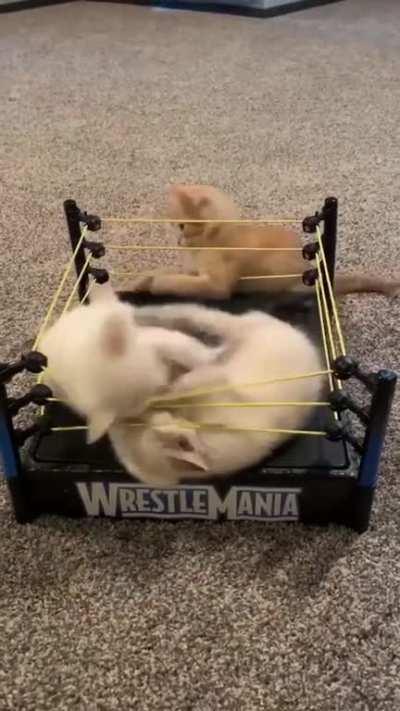 Just some kittens and a $2 thrift store find.