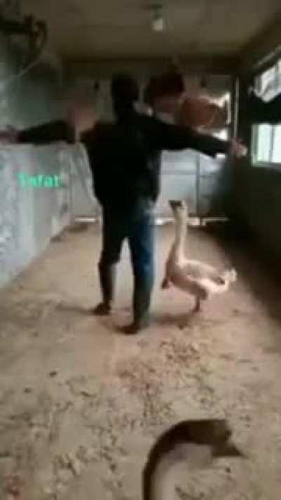 The last bird bender