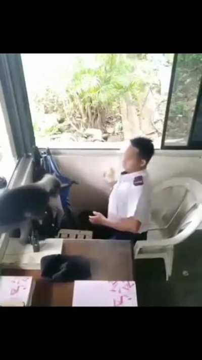 Stealing monke