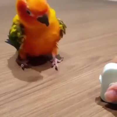 Hope this birb brightens your day a little